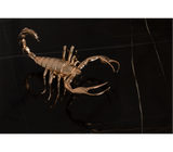 Boca do Lobo Metamorphosis Center Table, close-up of the brass scorpion on marble