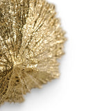 Pullcast Limpet Drawer Handle