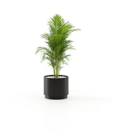 Laskasas Gold Flower Pot