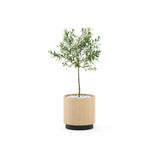 Laskasas Gold Flower Pot